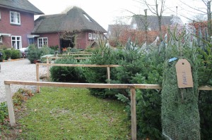 Kerstbomen 10   