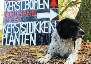 Kerstbomen 11   