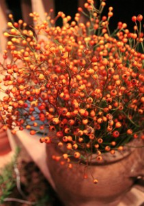 Kerstbomen 15   